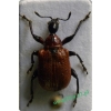 Apoderus coryli (Linnaeus, 1758) Oszynda leszczynowiec